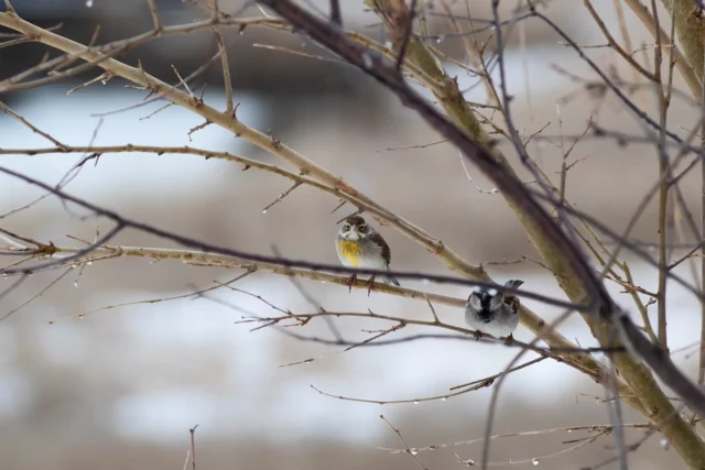 Two dickcissel birds perched on tree branches in Oceanside, New York.