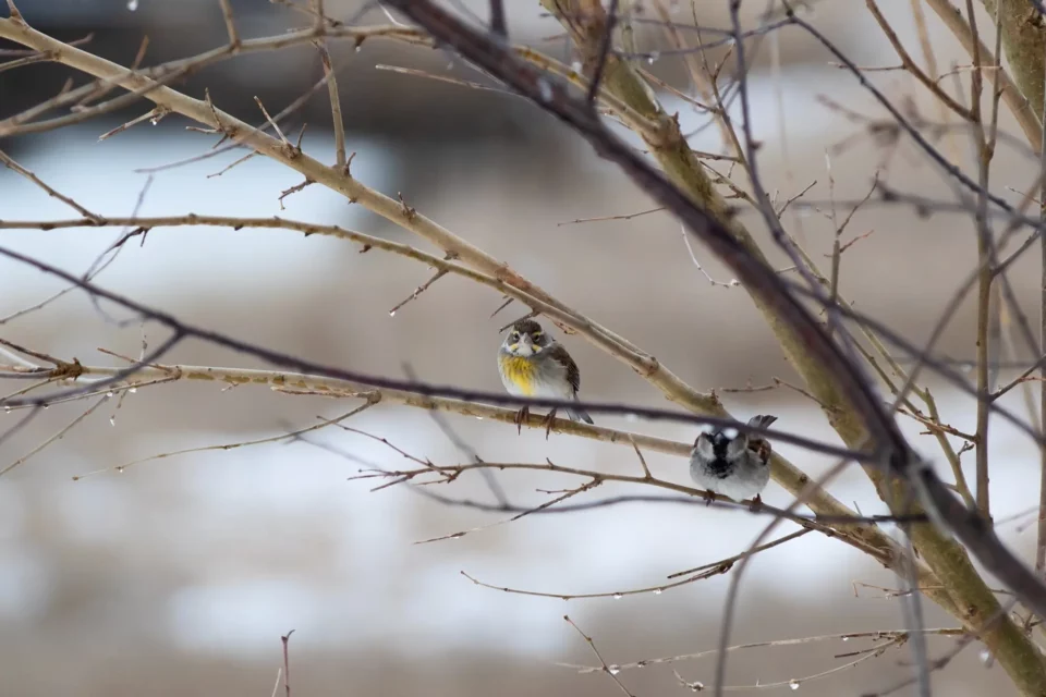 Two dickcissel birds perched on tree branches in Oceanside, New York.